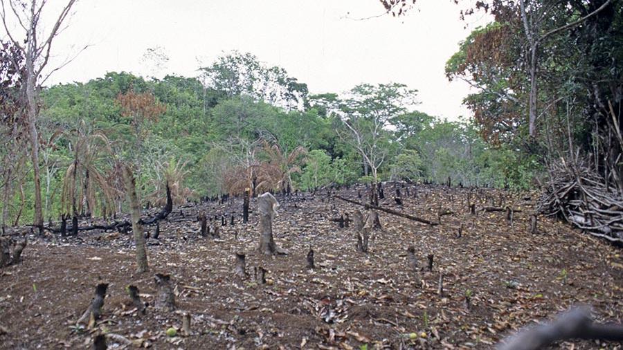 Треть растительного мира тропической Африки оказалась перед угрозой исчезновения