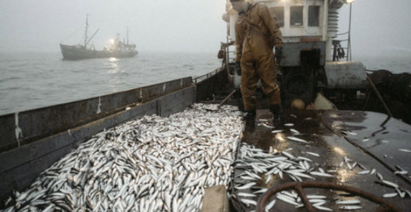 Евросоюз выгоняет рыбаков из Прибалтики в Россию 