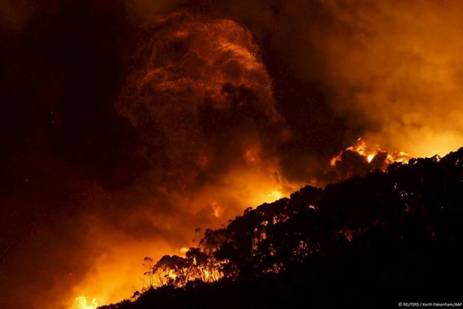 В Австралии более миллиарда животных погибли во время лесных пожаров 