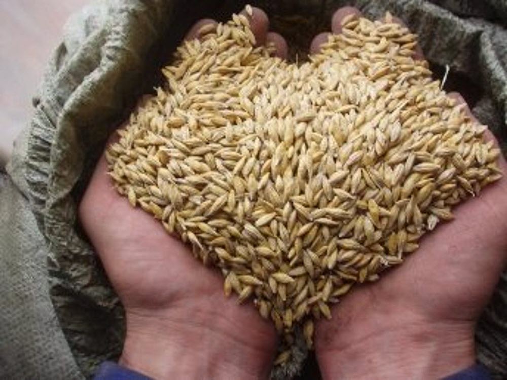 Развенчиваем мифы, что россиян кормят "Фуражным зерном"