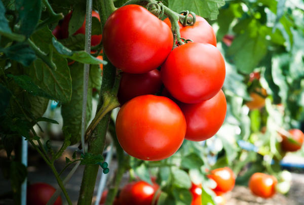 Выращиваем шикарные красные томаты