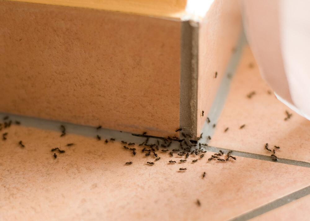 Когда проблемы с муравьями